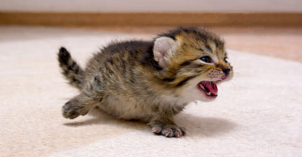 ねこママ 100bai_cat_title-1024x534.jpg