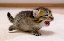 ママを見つけると100倍速くなる子猫