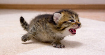 ママの姿を見つけると、足が100倍速くなる子猫。可愛さが凝縮されたかけがえのない1ヶ月に心がポカポカ温まる (*´ェ`*)