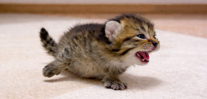 ママの姿を見つけると、足が100倍速くなる子猫。可愛さが凝縮されたかけがえのない1ヶ月に心がポカポカ温まる (*´ｪ｀*)