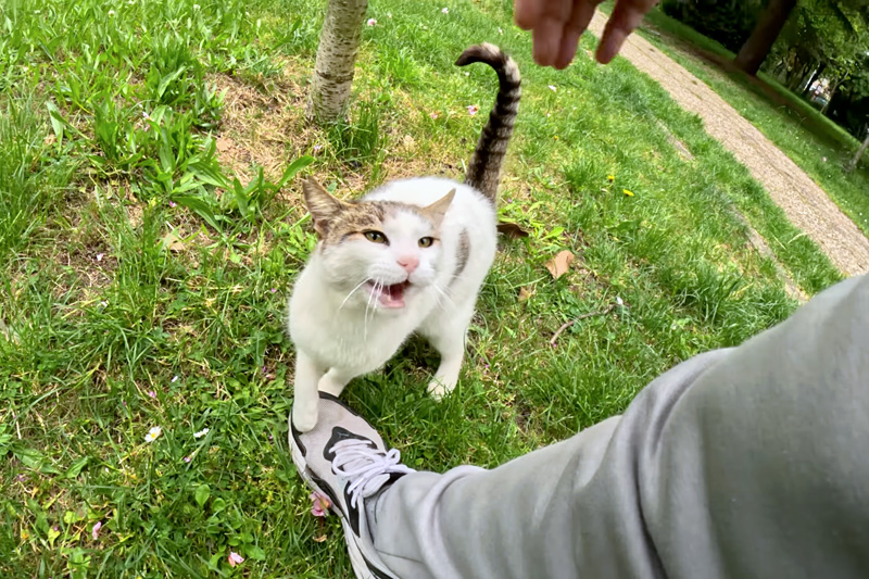 1週間ぶりに再会した猫