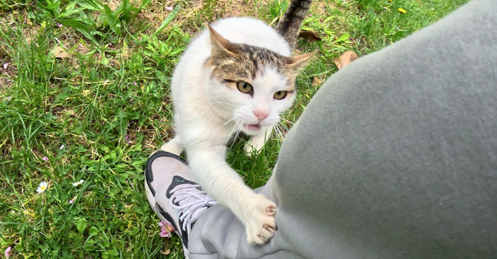 5年間付き合ってきた野良猫に1週間ぶりに会いに行くと… 感情が爆発して