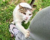 5年間付き合ってきた野良猫に1週間ぶりに会いに行くと… 感情が爆発して、お喋りと甘えたい気持ちが大変なことに！