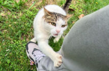 1週間ぶりに再会した猫