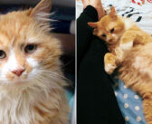 自分を残していった家族が忘れられなくて、20kmもの道のりを歩いて戻った猫。保護施設で幸せ溢れる出会いを果たす