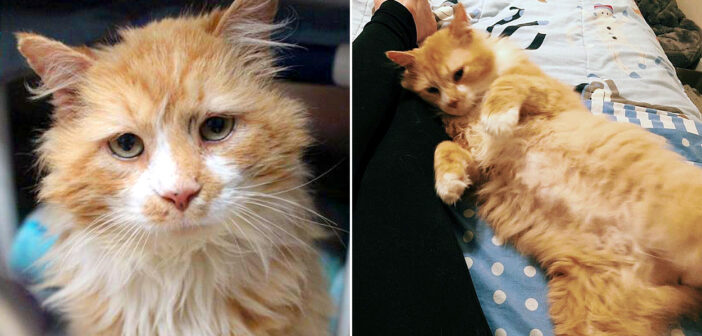 自分を残していった家族が忘れられなくて、20kmもの道のりを歩いて戻った猫。保護施設で幸せ溢れる出会いを果たす