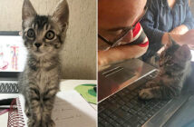 2日間だけ預かることになった子猫