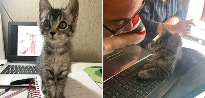 家のない子猫を2日間だけ預かることに決めた夫婦。でも子猫には別の計画がありました ( *´艸｀)