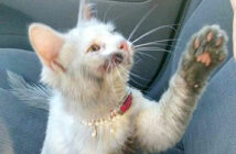 4回のお風呂で綺麗になった子猫