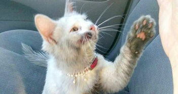 4回のお風呂で綺麗になった子猫