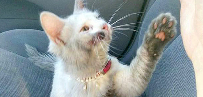 4回のお風呂で綺麗になった子猫