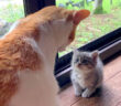 先住猫に挨拶する子猫
