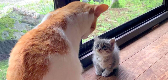 先住猫に挨拶する子猫