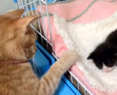 家にやって来たばかりの幼い子猫を優しく見守る先住猫。お昼寝中の子猫を触りたいけど、なかなか触れないようで ( *´艸`)