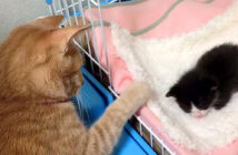 赤ちゃん猫を見守る猫