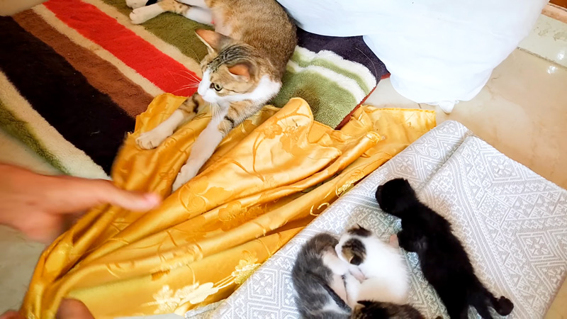 ベッドを変えてもらった母猫