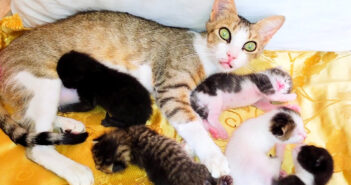 子猫達を世話する母猫