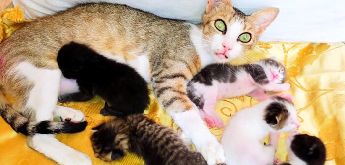 子猫達を世話する母猫