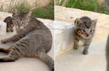 子猫を連れてきた母猫