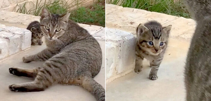 子猫を連れてきた母猫