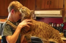 ボブキャットと男の子