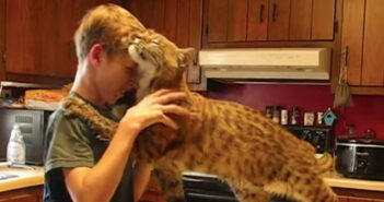 森林火災から救出されたボブキャット。救ってくれた男の子に激しくすり寄る姿から、感謝の気持ちが伝わってくる! ボブキャットと男の子