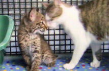 ボブキャットの赤ちゃんと猫