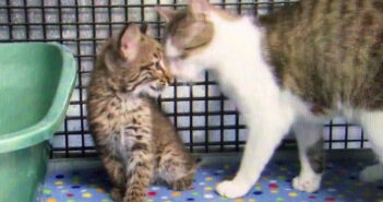 ボブキャットの赤ちゃんと猫