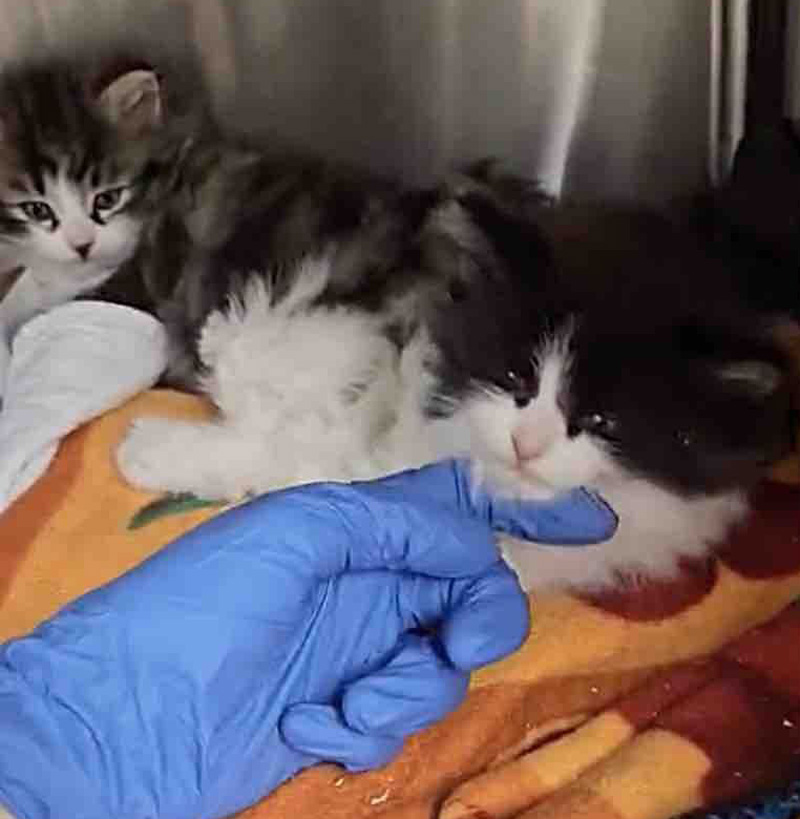 保護された子猫達