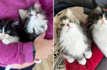 保護された子猫達