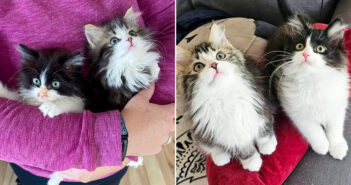 保護された子猫達