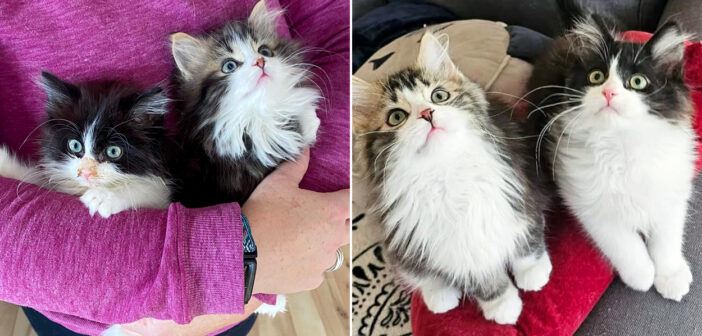 保護された子猫達