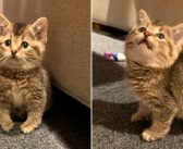 馬小屋で発見された迷子の子猫。いくつもの障がいを抱えながらも、毎日を元気に生きる姿に胸が熱くなる