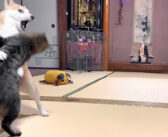 「何でそうなるかね、あんた達は…」激しくも可愛い猫と柴犬のぶつかり稽古が面白かった ( *´艸｀)！