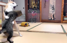 ぶつかり稽古をする猫と柴犬