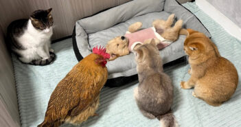 病気の子犬が心配で、猫達を呼びに行ったニワトリ。すると猫達が子犬の元に集まって、優しく世話を始めました (*´ェ`*) 病気の子犬を心配するニワトリと猫達