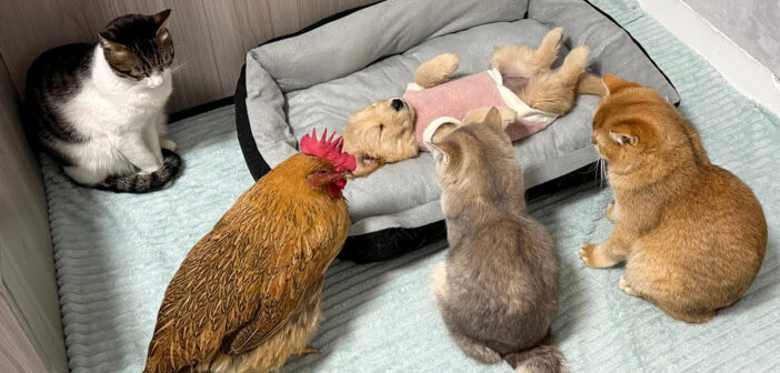 病気の子犬を心配するニワトリと猫達