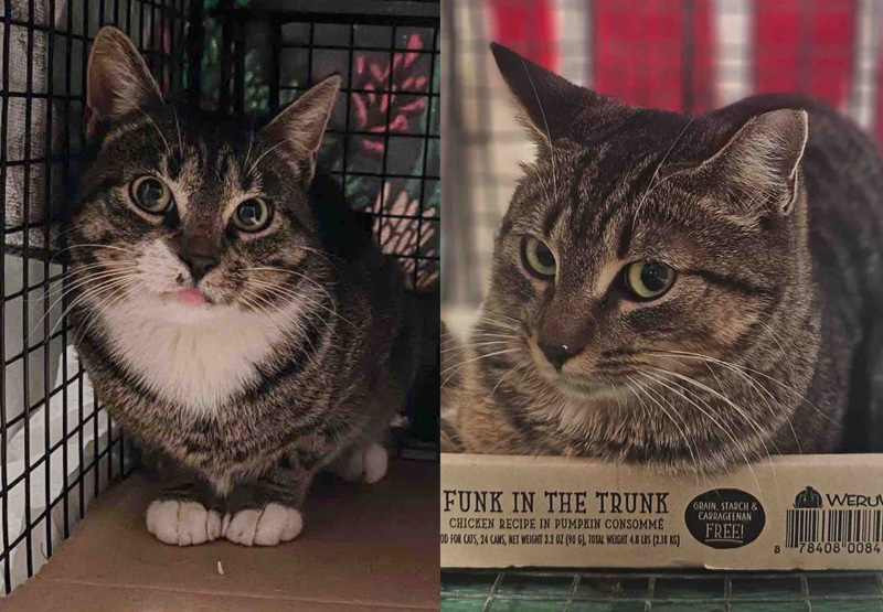 保護された猫達