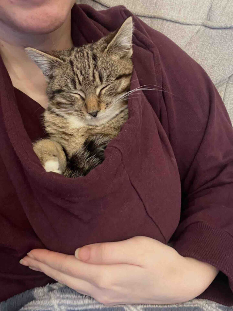 幸せそうな子猫