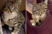 寒さの中から保護された子猫