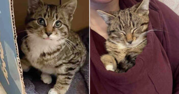 寒さの中から保護された子猫