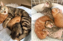 再会した母猫と子猫達