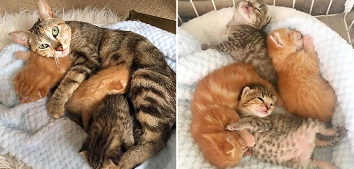 再会した母猫と子猫達