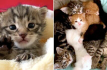 保護された子猫