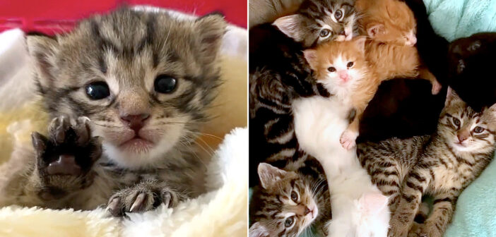 保護された子猫