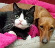 犬と猫