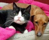 動けない猫を必死に守り続けていた犬。路上で一緒に発見された2匹の強い絆に思わず心を打たれる