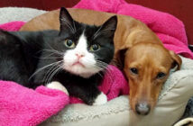 犬と猫