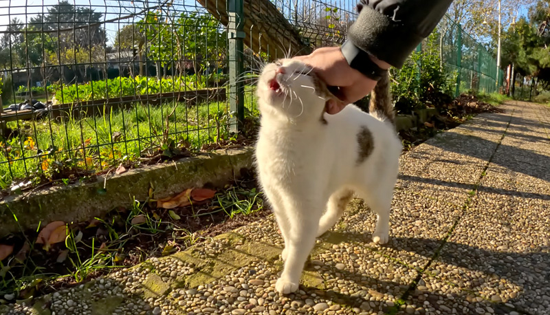 おしゃべり好きの猫