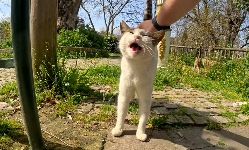 おしゃべり好きの猫